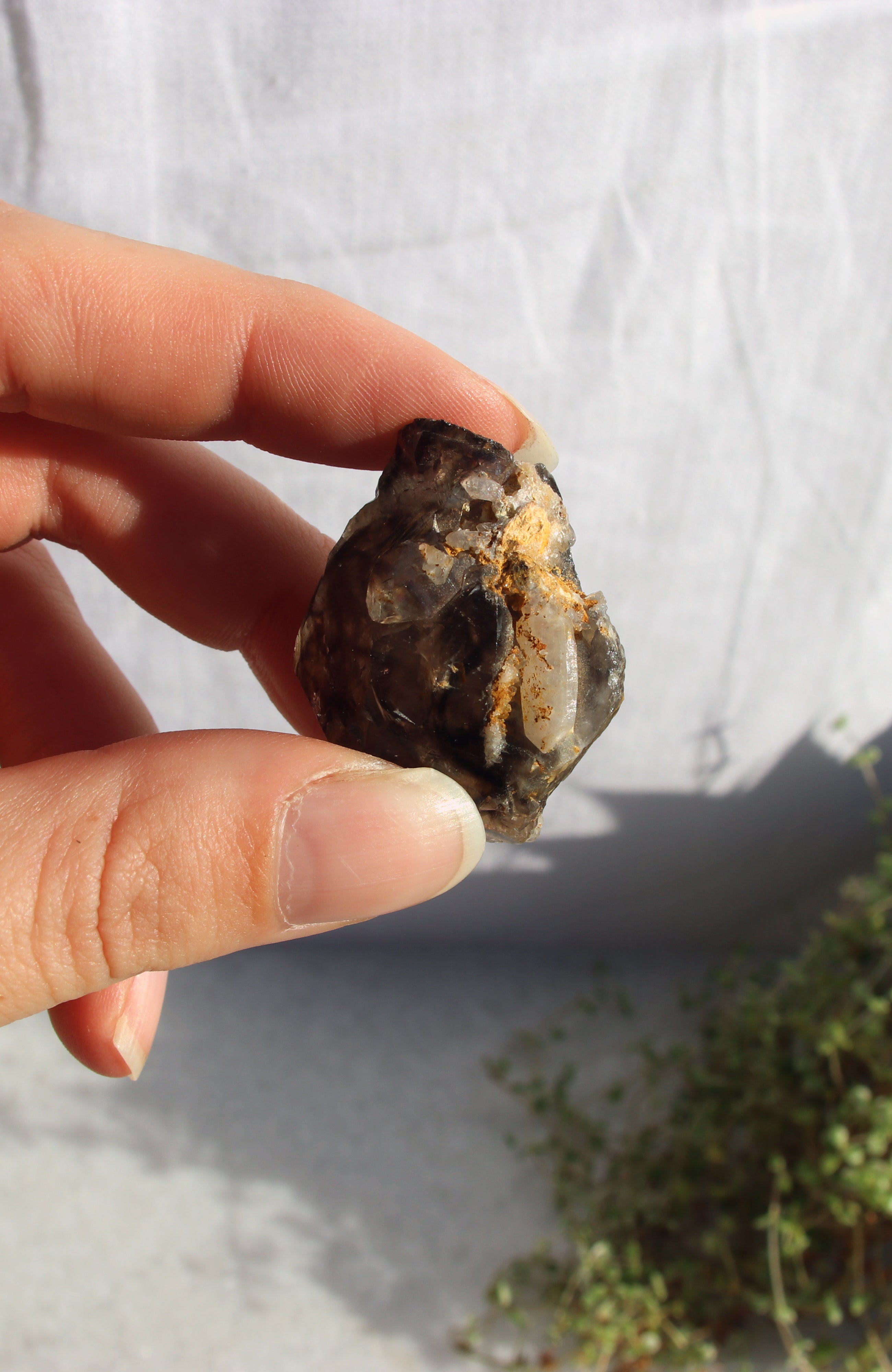 Morello Smoky Cluster